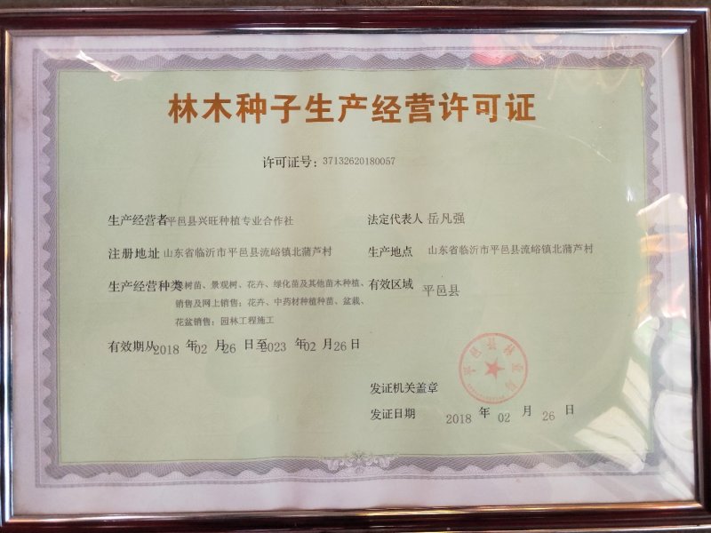 懒汉花金银花种苗，保纯度，包技术，包回收