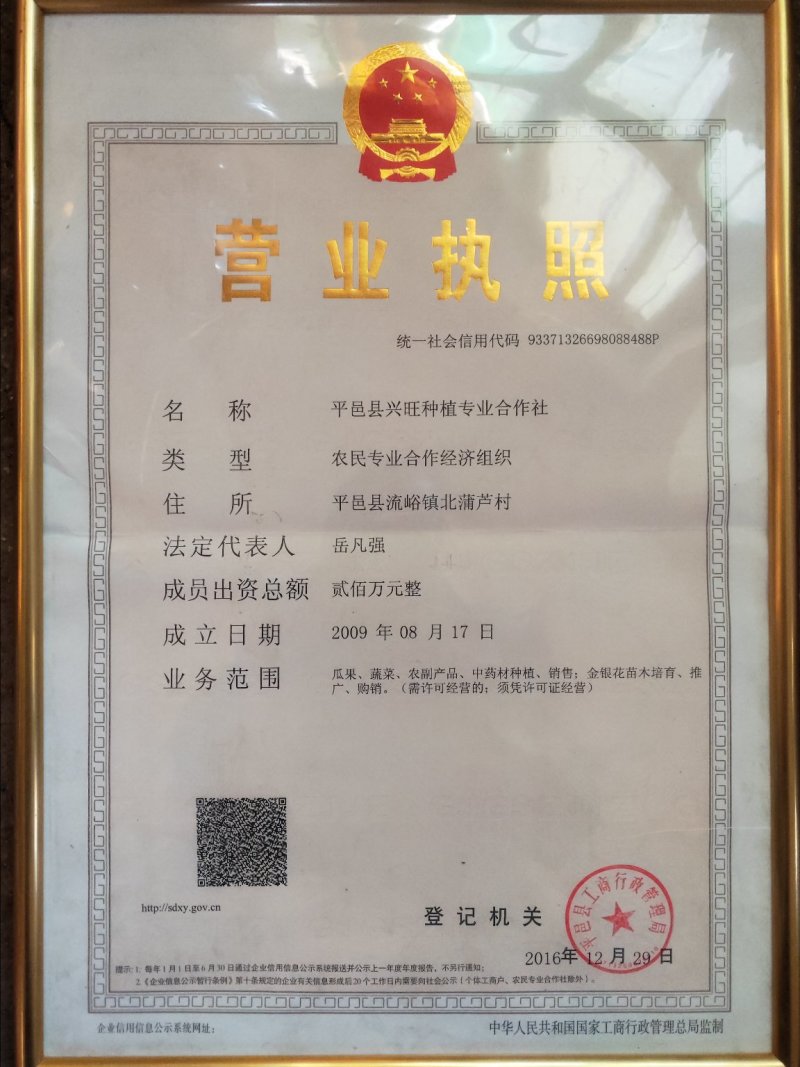 懒汉花金银花种苗，保纯度，包技术，包回收