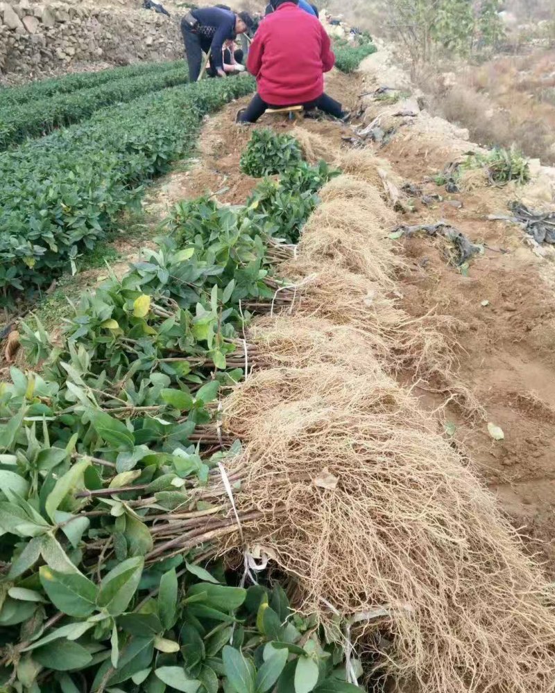 懒汉花金银花种苗，保纯度，包技术，包回收