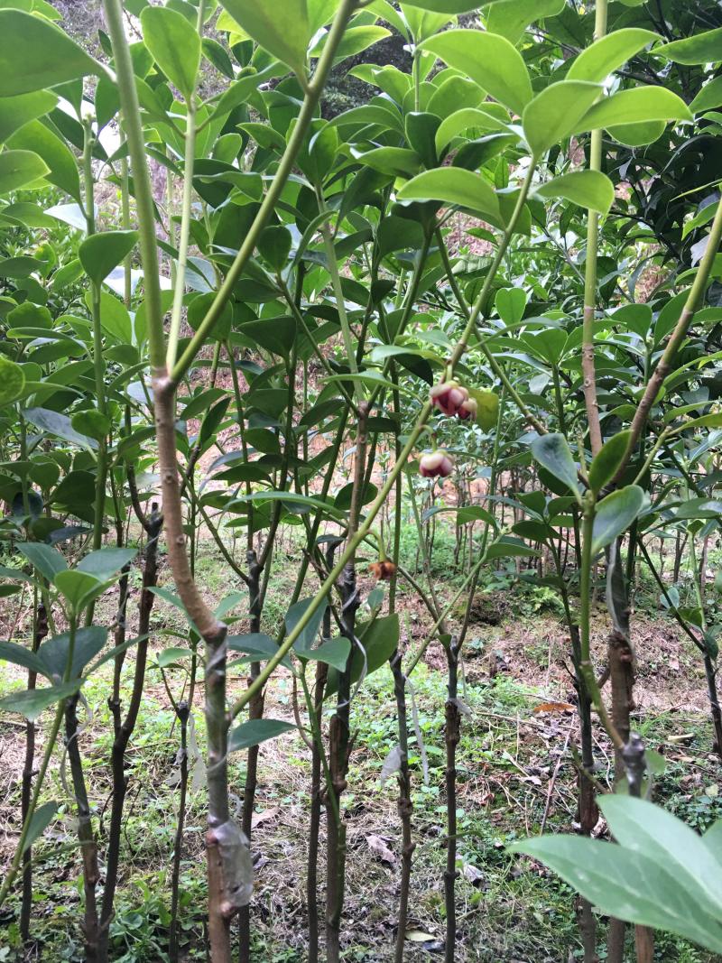 产地苗圃批发大红八角选种嫁接苗优质矮化罗马品种
