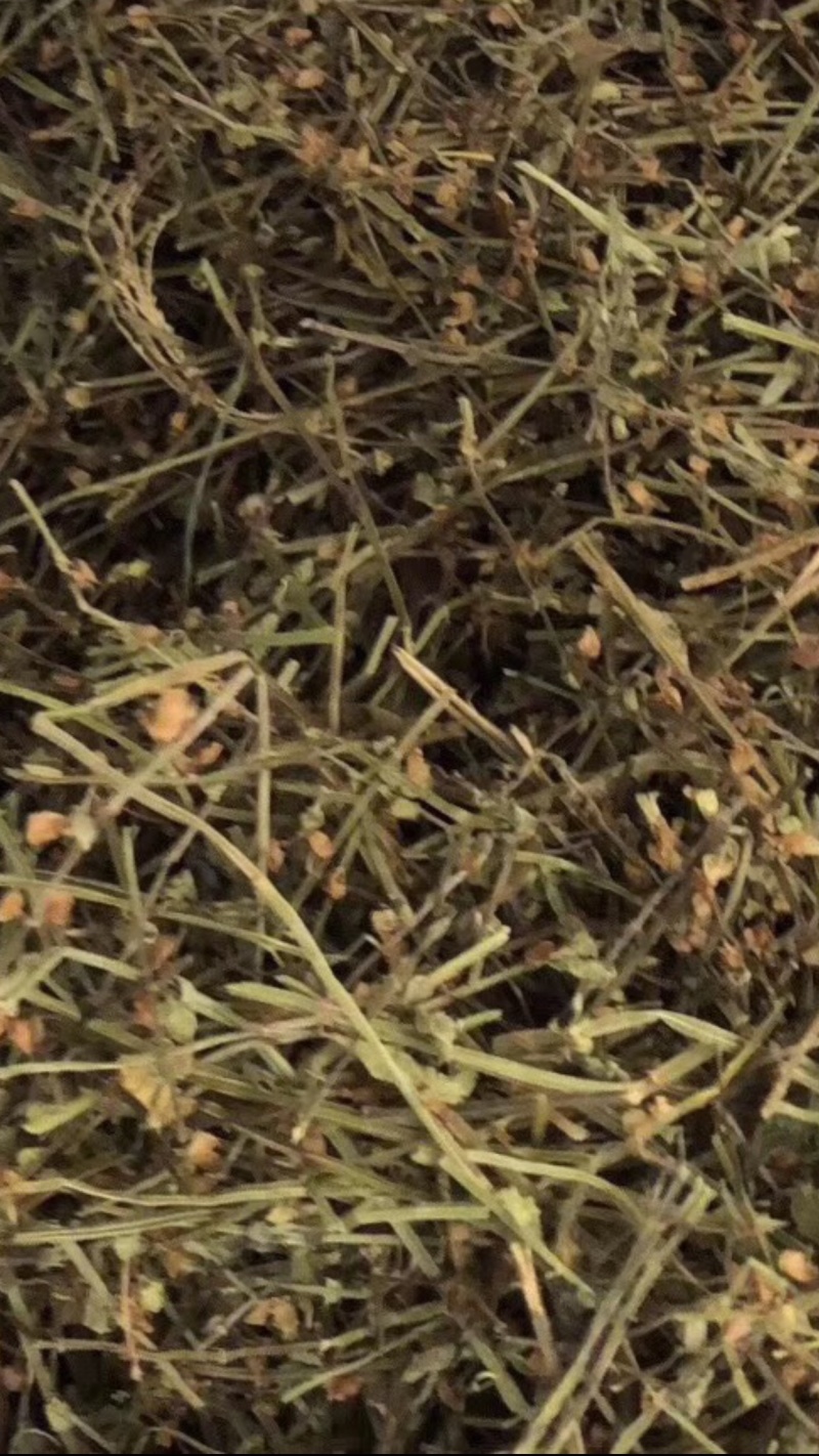 半枝莲【包邮】三斤起发货可批量可零售量大从优