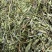 半枝莲【包邮】三斤起发货可批量可零售量大从优