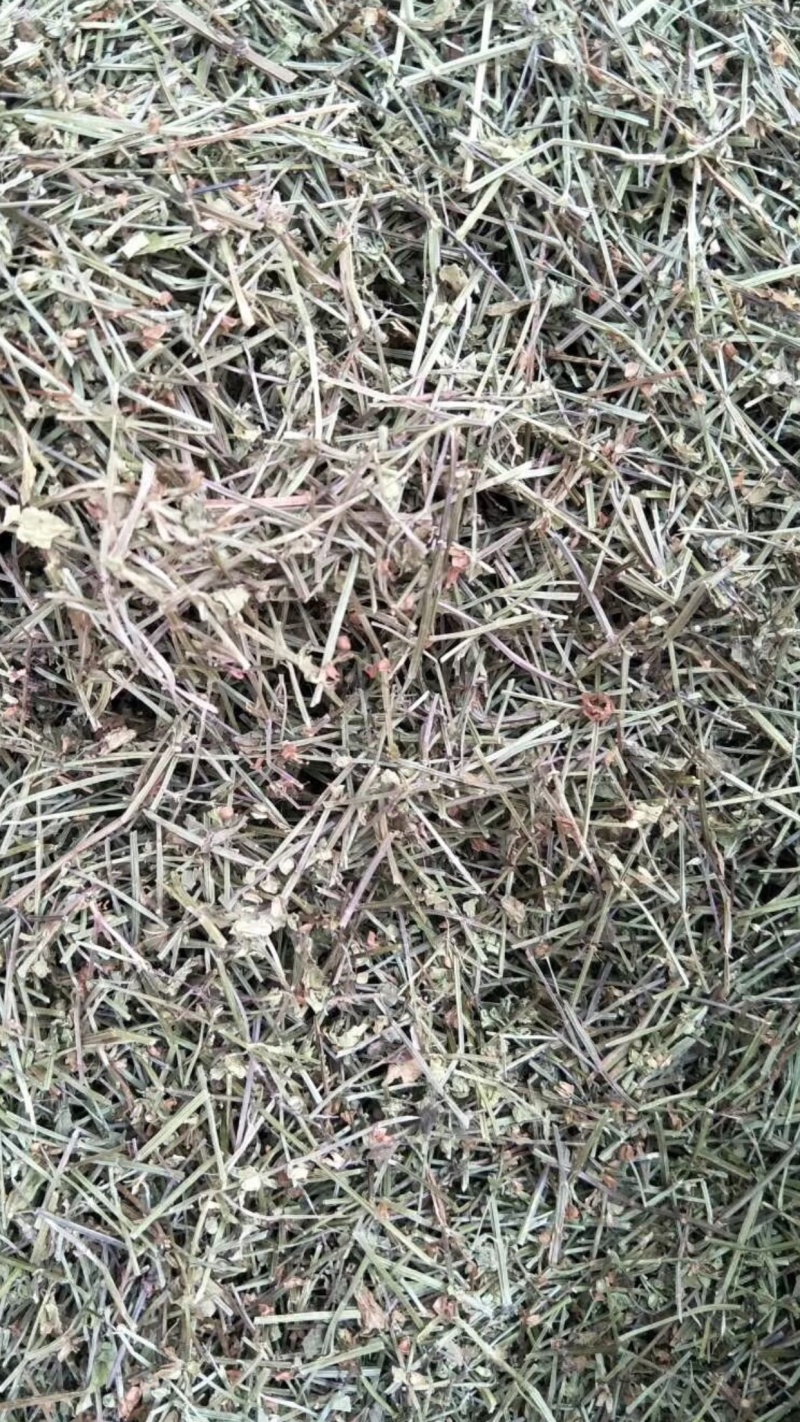半枝莲【包邮】三斤起发货可批量可零售量大从优