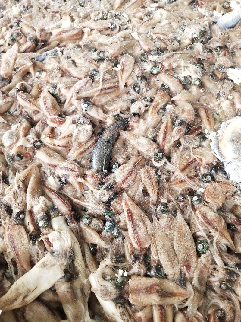 小鱿鱼饲料鱼饵料鱼海螺养殖鸭子养殖饲料