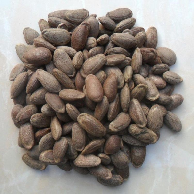 瓜蒌子瓜蒌仁栝楼仁瓜萎仁瓜蒌子干货
