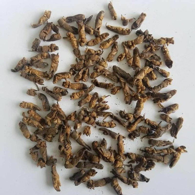 蝼蛄，常年批发供应昆虫干蝼蛄，中药材
