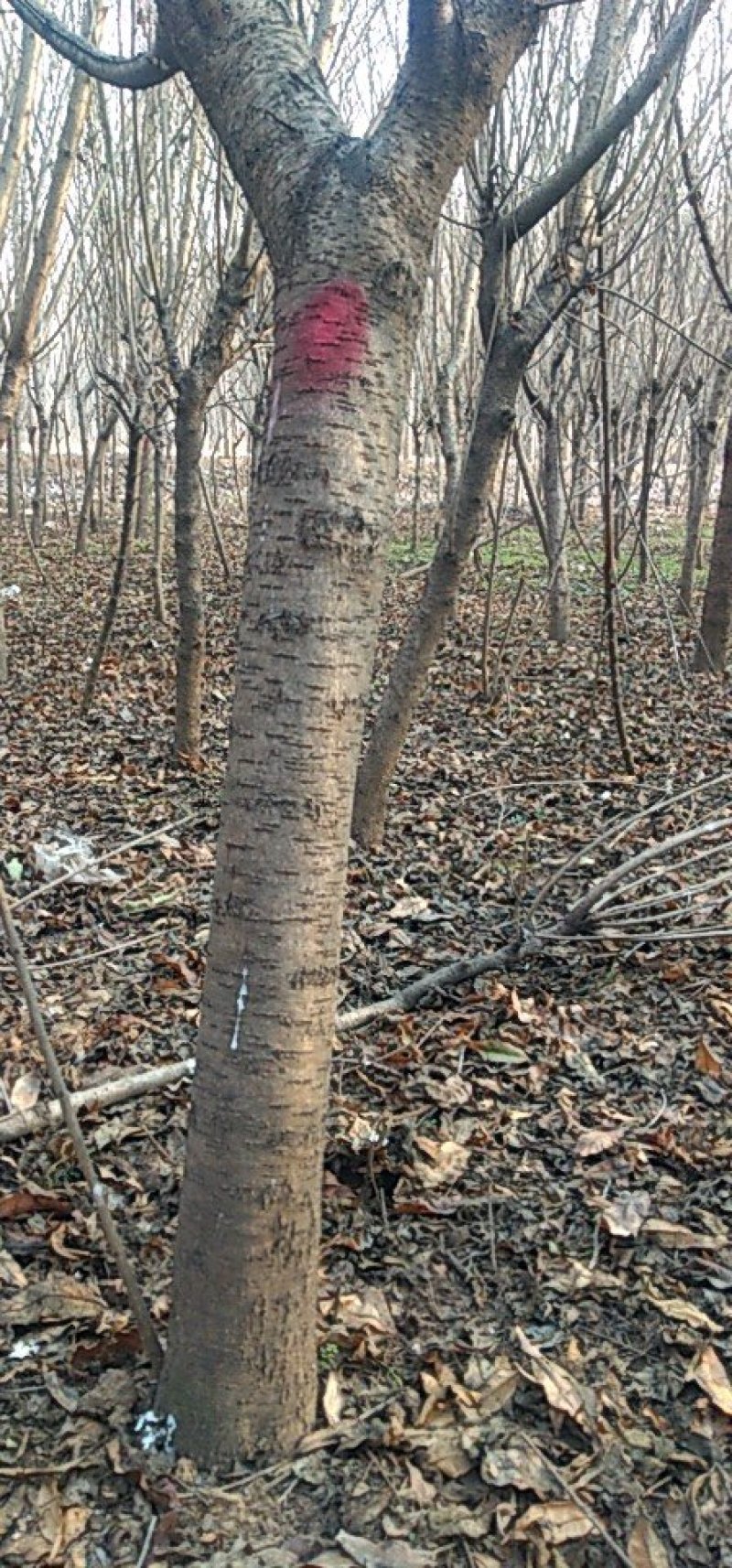 山东省菏泽市巨野县嫁接用杆直无病害优质毛桃树