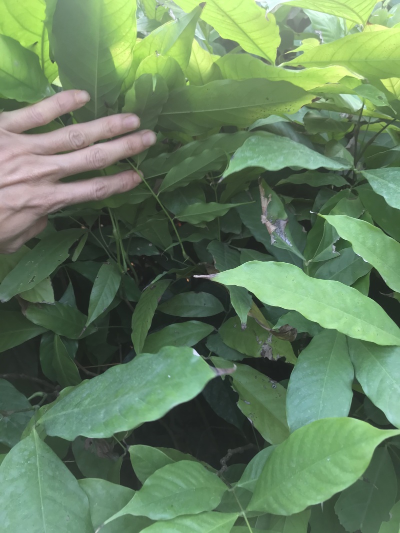 无忧树苗小苗杯苗袋苗佛教圣树庭院绿化小区别墅