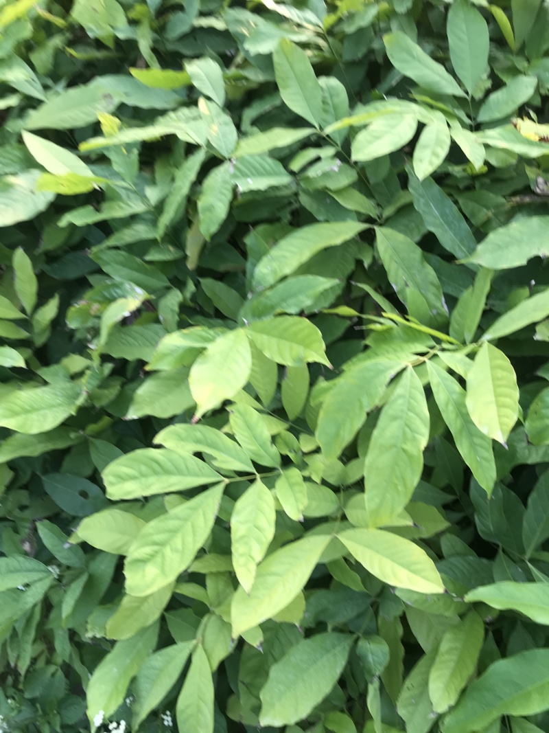 无忧树苗小苗杯苗袋苗佛教圣树庭院绿化小区别墅