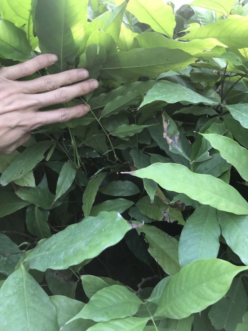 无忧树苗小苗杯苗袋苗佛教圣树庭院绿化小区别墅