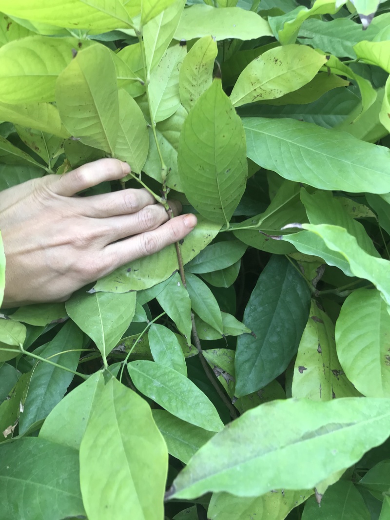 无忧树苗小苗杯苗袋苗佛教圣树庭院绿化小区别墅