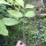 无忧树苗小苗杯苗袋苗佛教圣树庭院绿化小区别墅