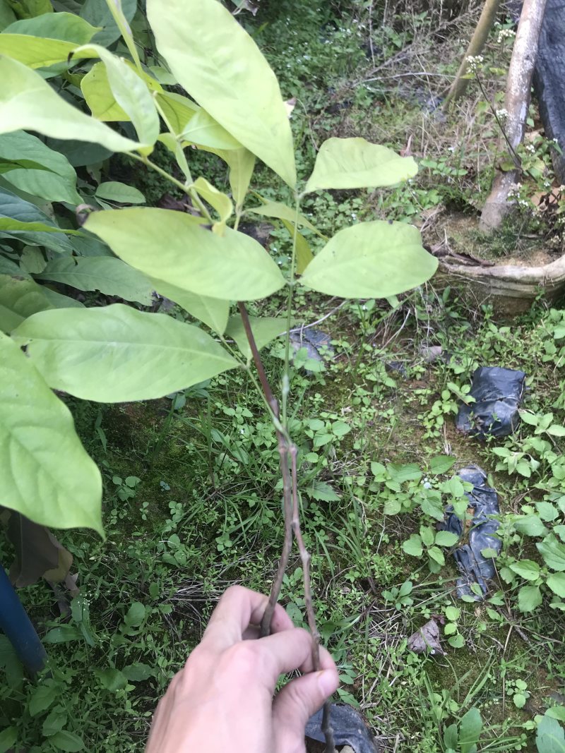 无忧树苗小苗杯苗袋苗佛教圣树庭院绿化小区别墅