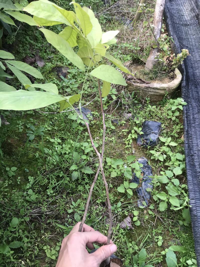 无忧树苗小苗杯苗袋苗佛教圣树庭院绿化小区别墅
