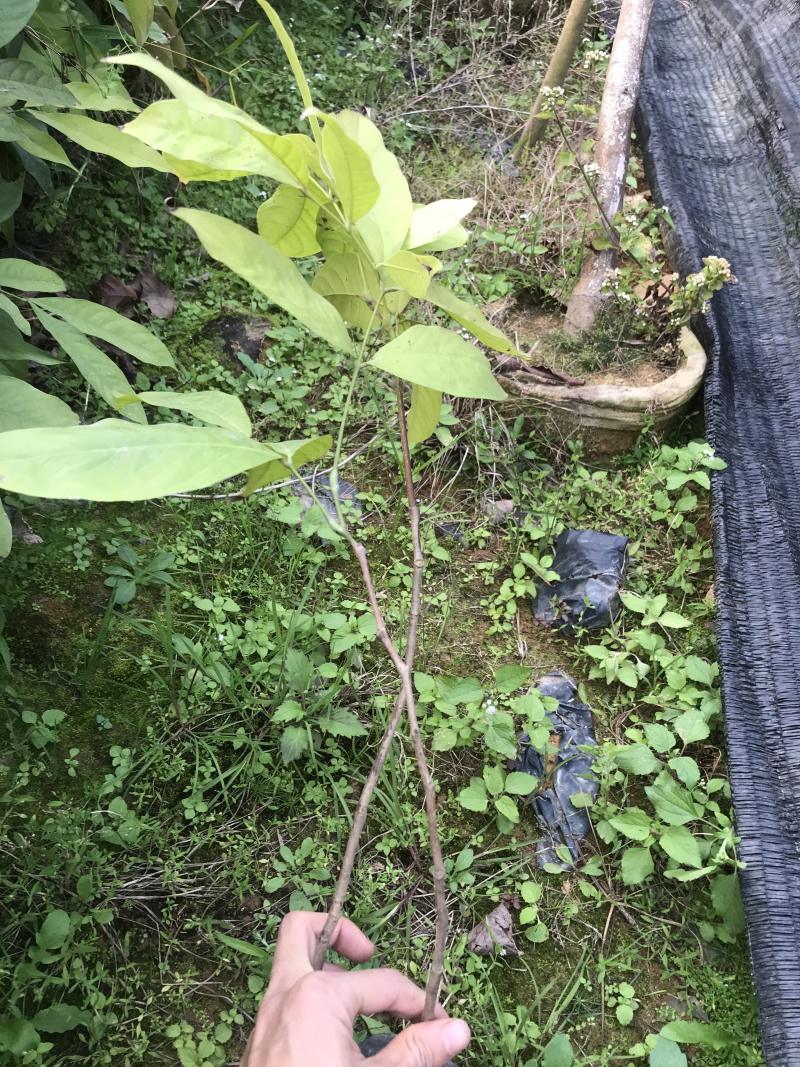 无忧树苗小苗杯苗袋苗佛教圣树庭院绿化小区别墅