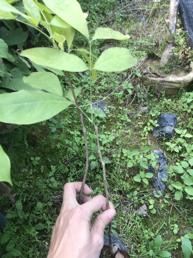 无忧树苗小苗杯苗袋苗佛教圣树庭院绿化小区别墅