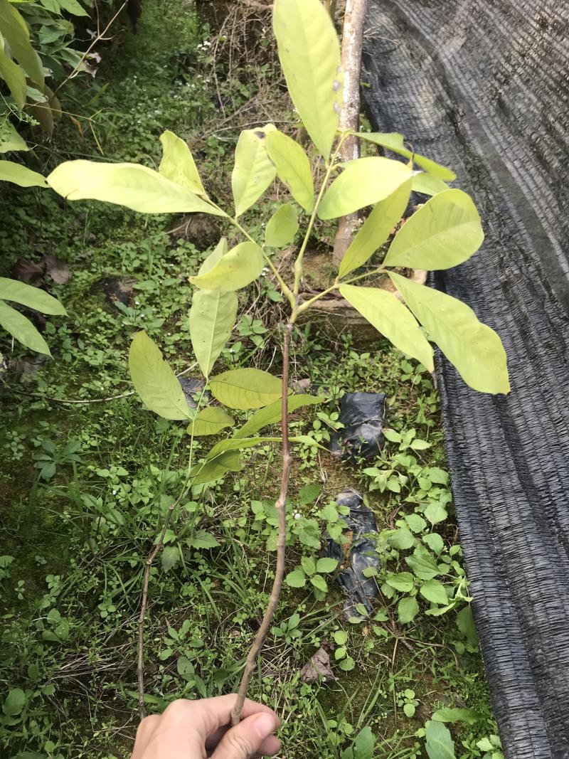 无忧树苗小苗杯苗袋苗佛教圣树庭院绿化小区别墅