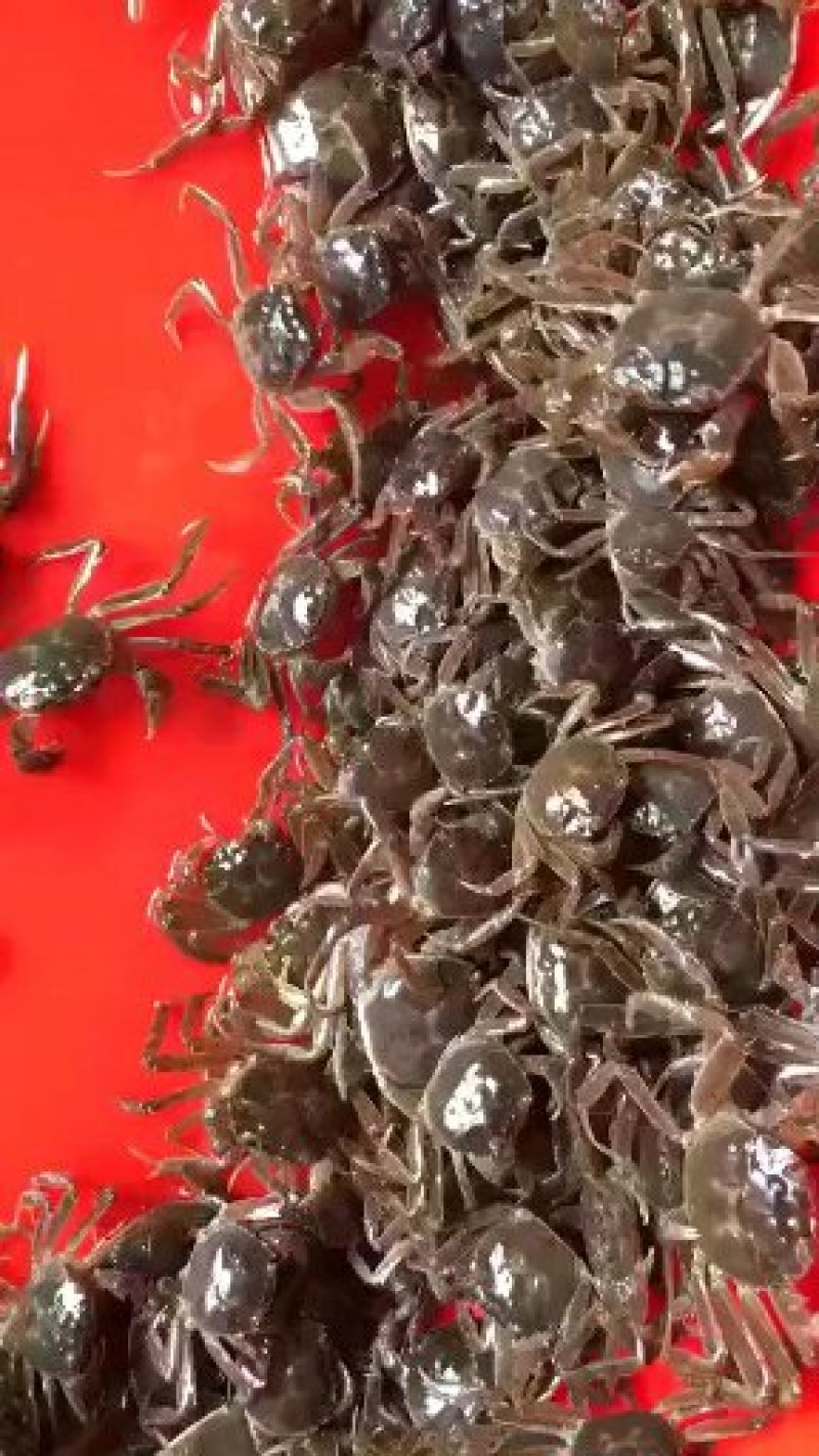 洪泽湖，大品种大闸蟹蟹苗，大母本，全国免费包邮，货到付款