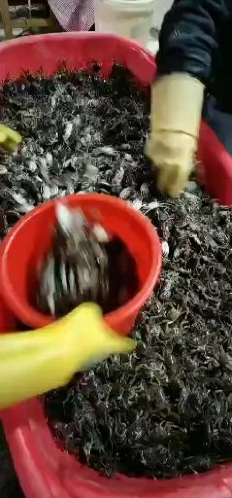 洪泽湖，大品种大闸蟹蟹苗，大母本，全国免费包邮，货到付款