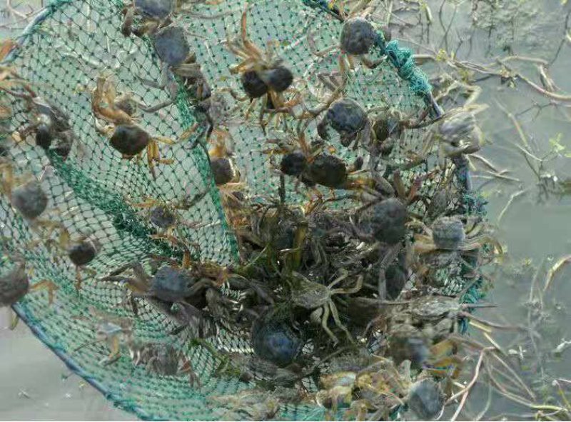 洪泽湖，大品种大闸蟹蟹苗，大母本，全国免费包邮，货到付款