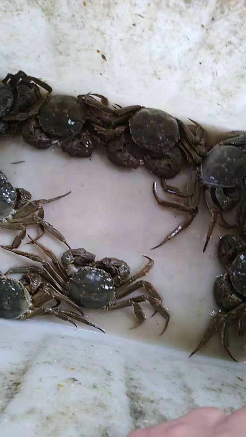 洪泽湖，大品种大闸蟹蟹苗，大母本，全国免费包邮，货到付款