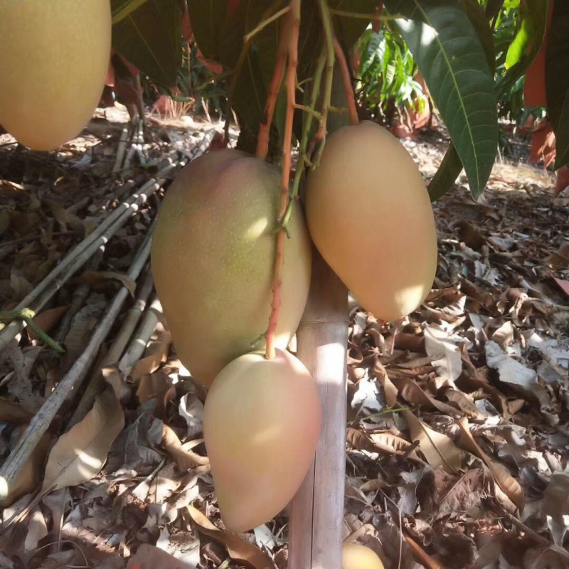 联系我时，记得说是从一亩田上看到谢谢！海南一级玉文现货