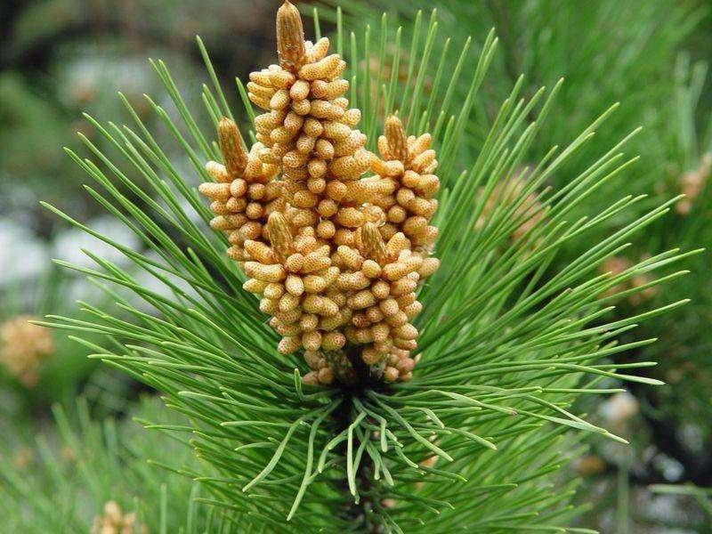 松花粉，常年批发供应松花粉中药材，量大从优货真价实