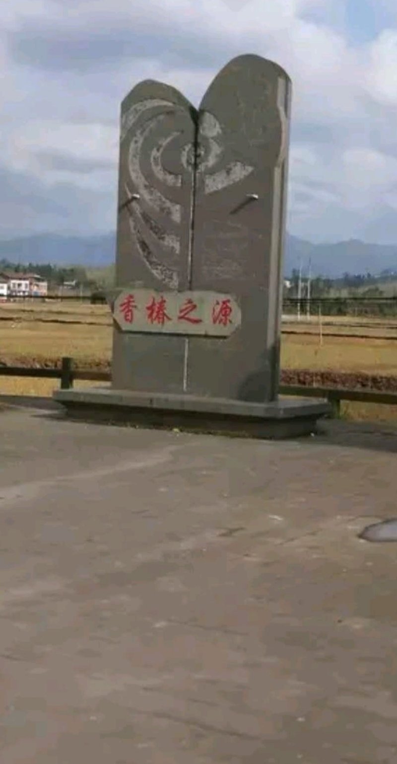 红油香椿芽！种植基地直发！