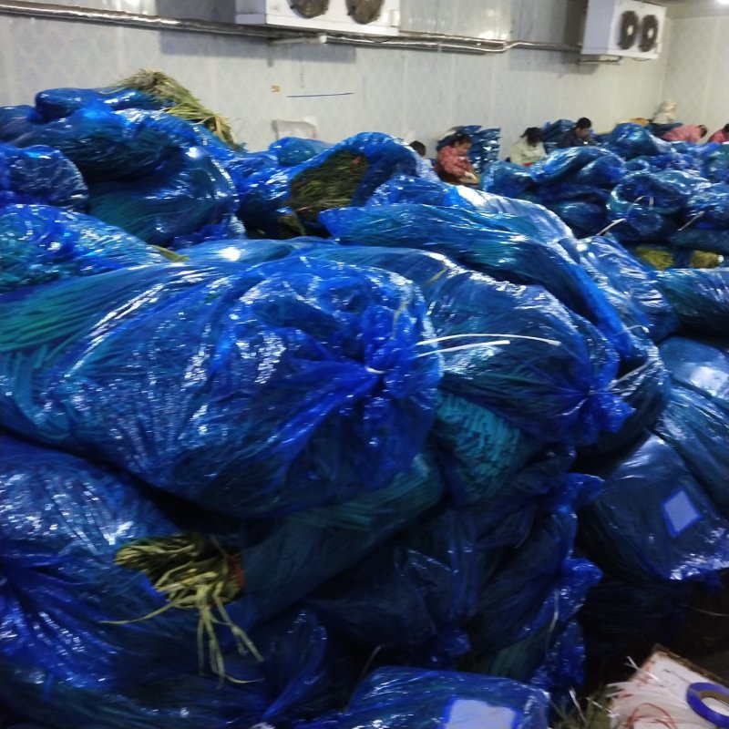 金乡红帽蒜薹大量上市！代收代存！货发全国物美价廉欢迎选
