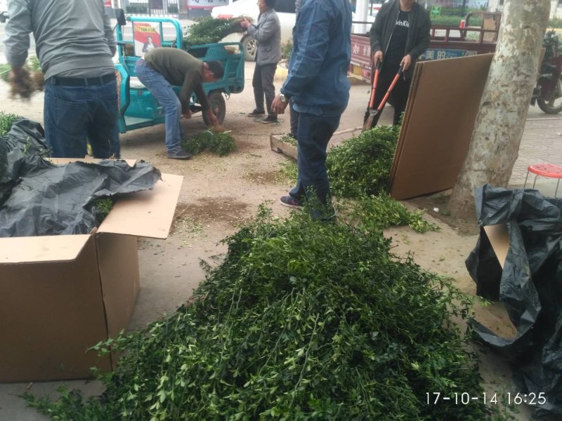 枸橘苗枳壳苗篱笆用枸橘苗嫁接金桔用苗枸橘树