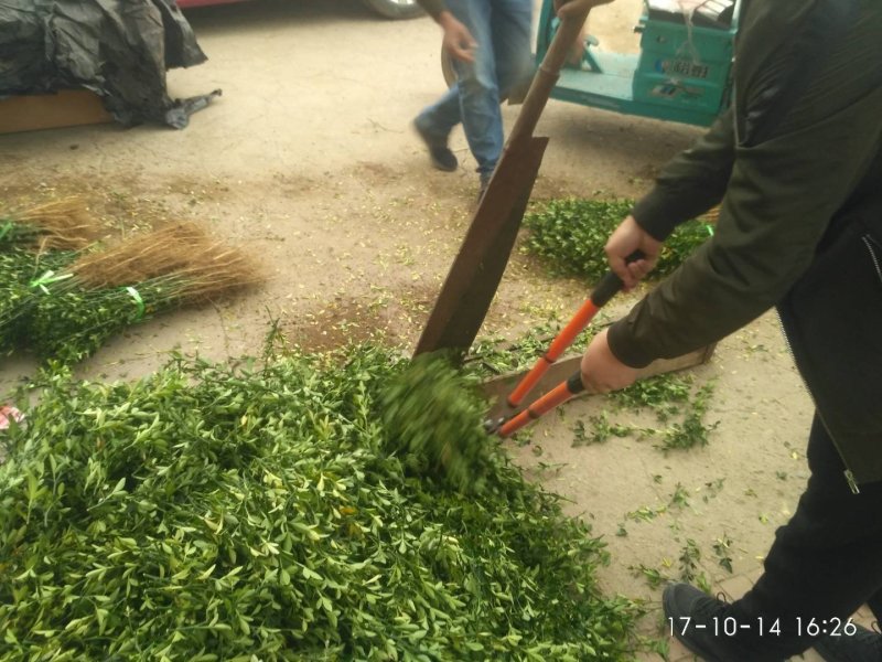 枸橘苗枳壳苗篱笆用枸橘苗嫁接金桔用苗枸橘树
