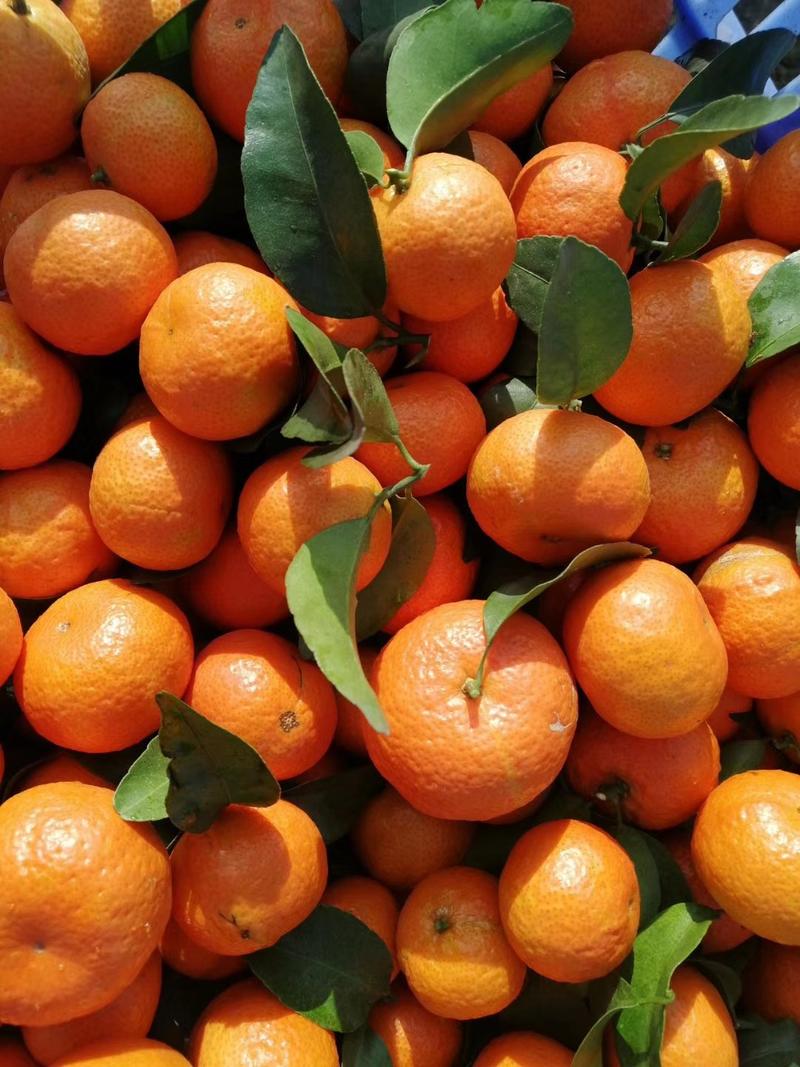 精品砂糖橘产地看货采摘，诚信供应欢迎咨询订购