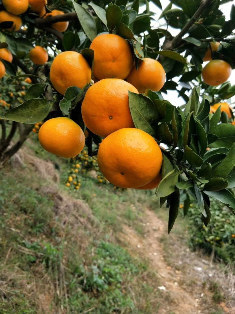 东江湖蜜橘果园看货采摘！又大又甜欢迎咨询订购