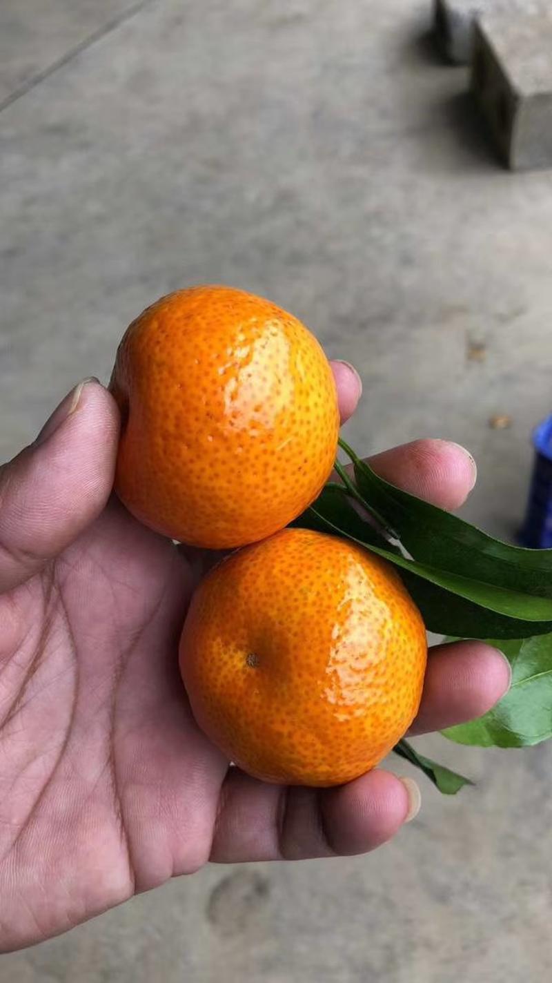 砂糖橘小蜜橘自家果园，自产自销欢迎咨询订购