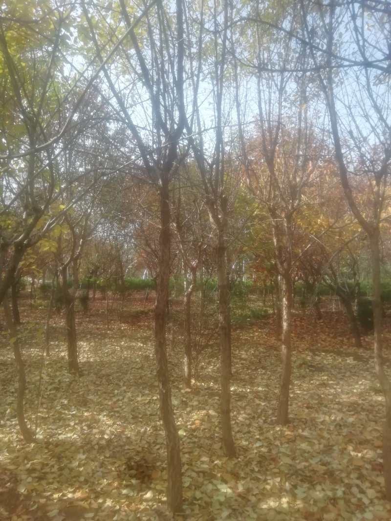 精品稀有高杆矮杆流苏树