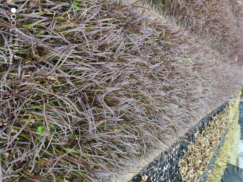 紫叶狼尾草高度20到30厘米福建苗木