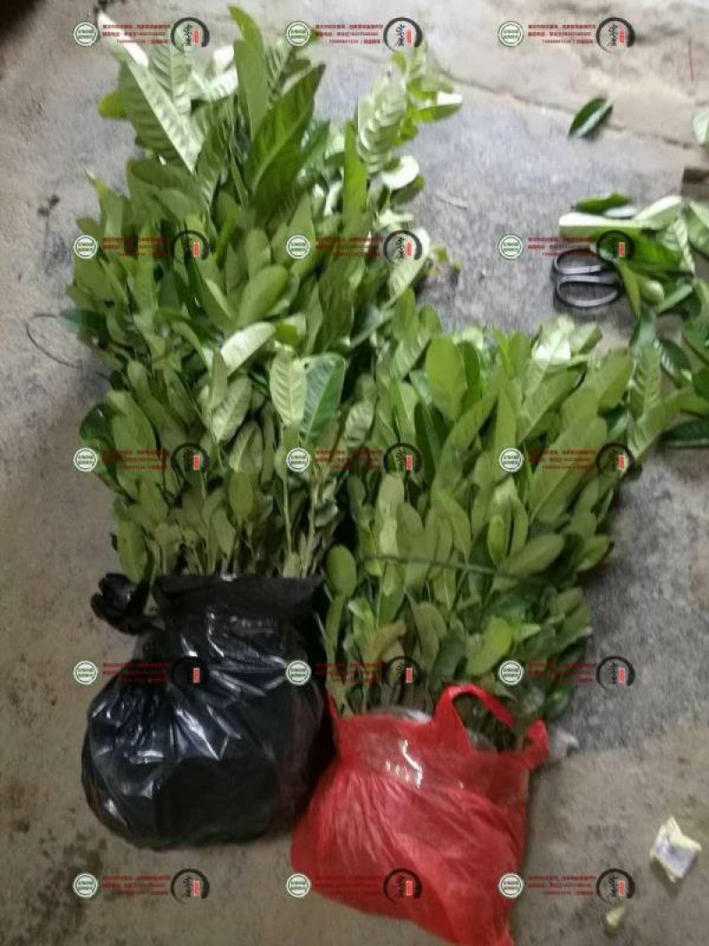 佛手苗，广佛手苗，货真价实诚信合作欢迎选购！