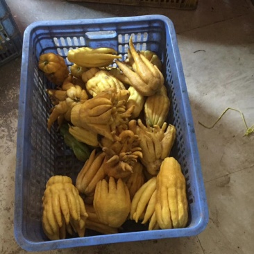 佛手苗，广佛手苗，货真价实诚信合作欢迎选购！