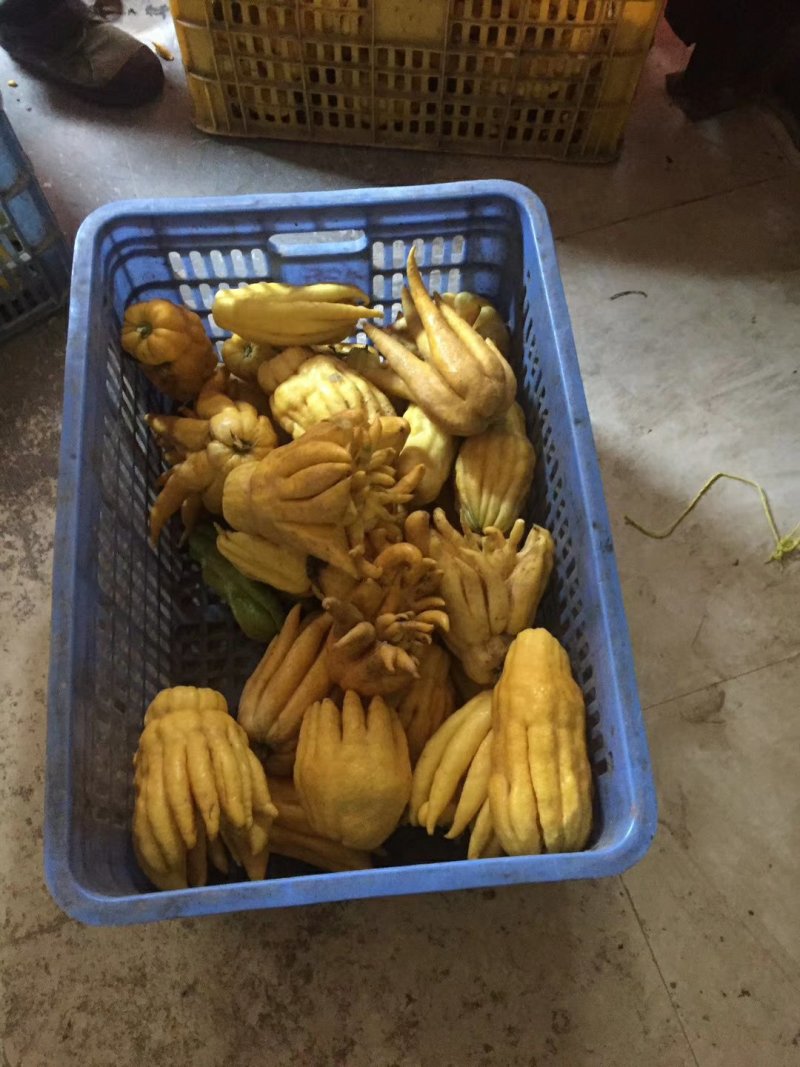 佛手苗，广佛手苗，货真价实诚信合作欢迎选购！