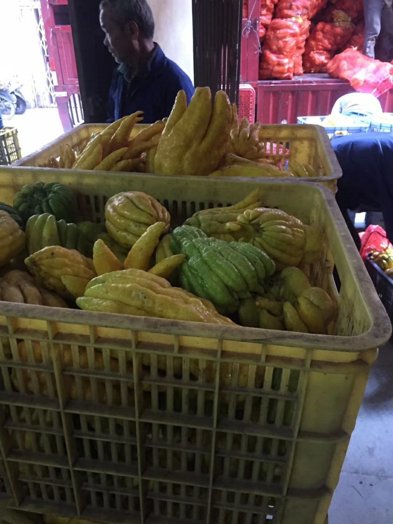 佛手苗，广佛手苗，货真价实诚信合作欢迎选购！