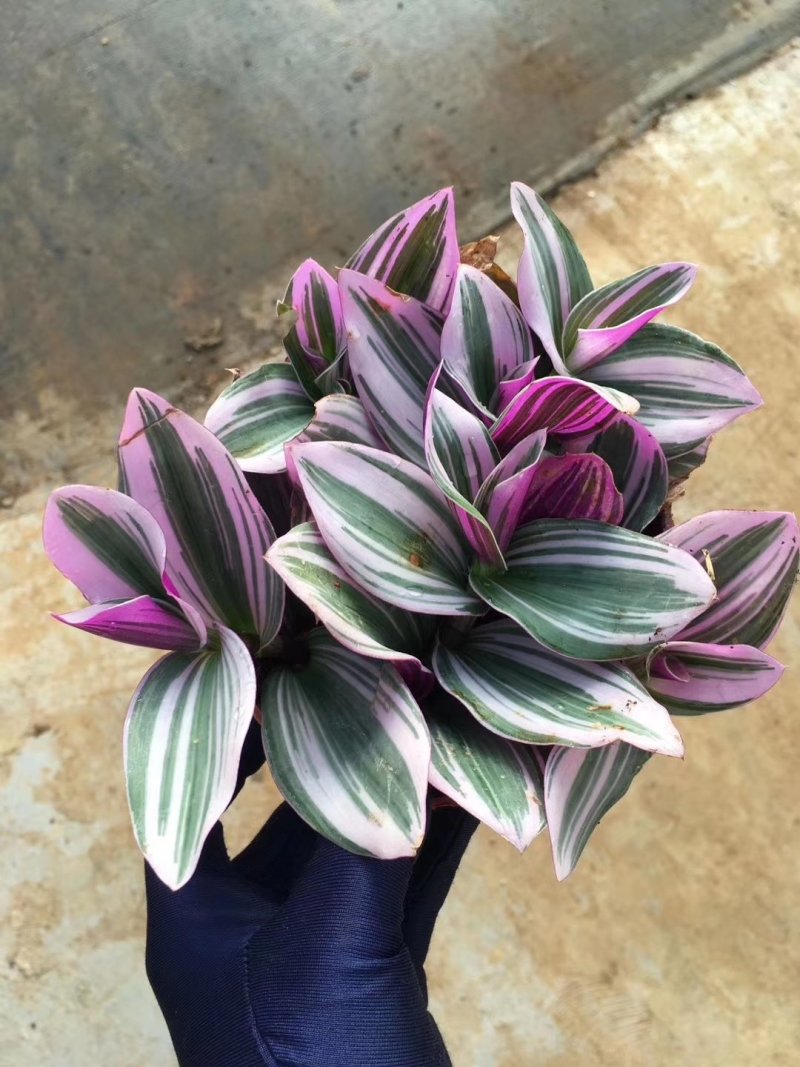 油画吊兰紫露草锦