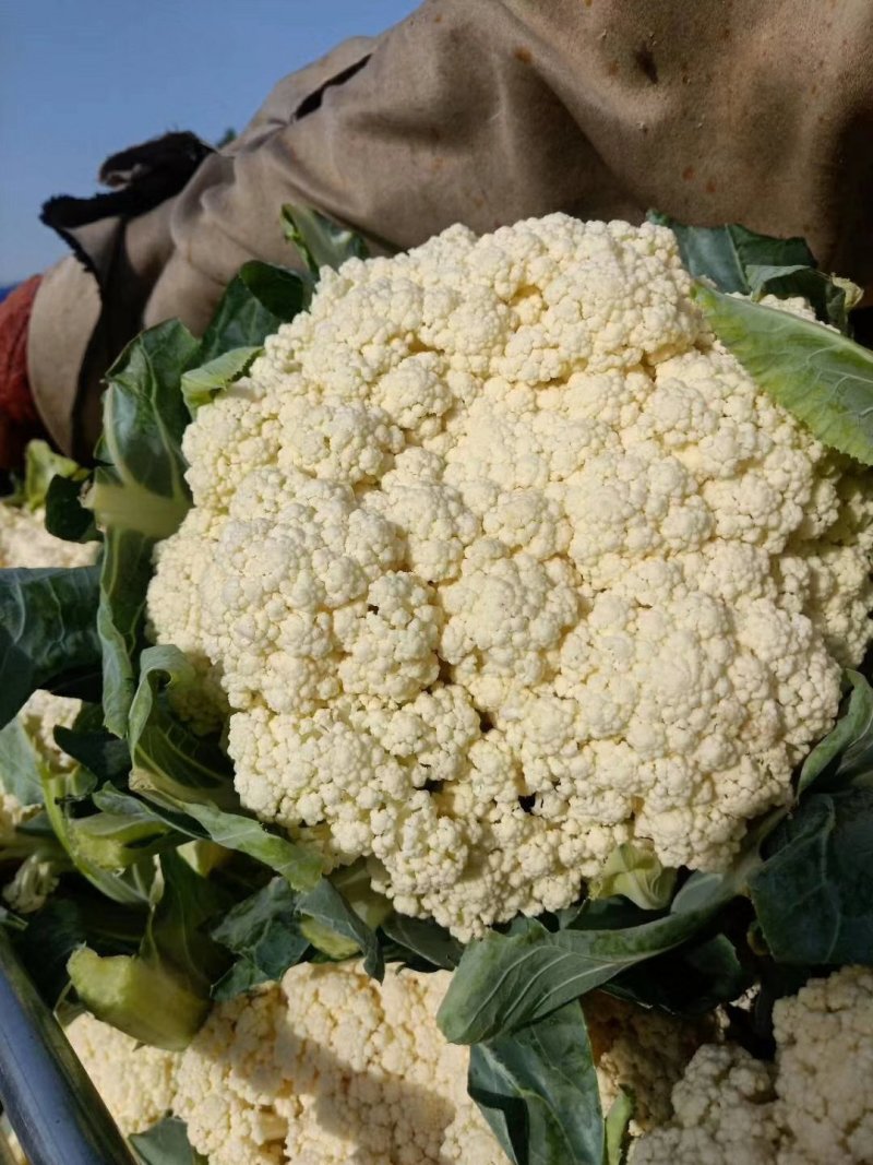 油菜大量上市，物美价廉，质量好需要联系