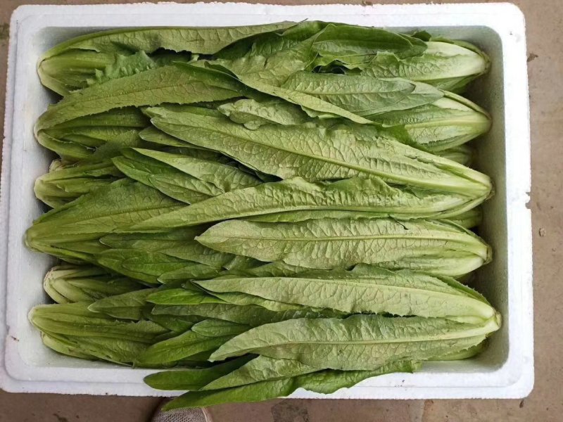油菜大量上市，物美价廉，质量好需要联系