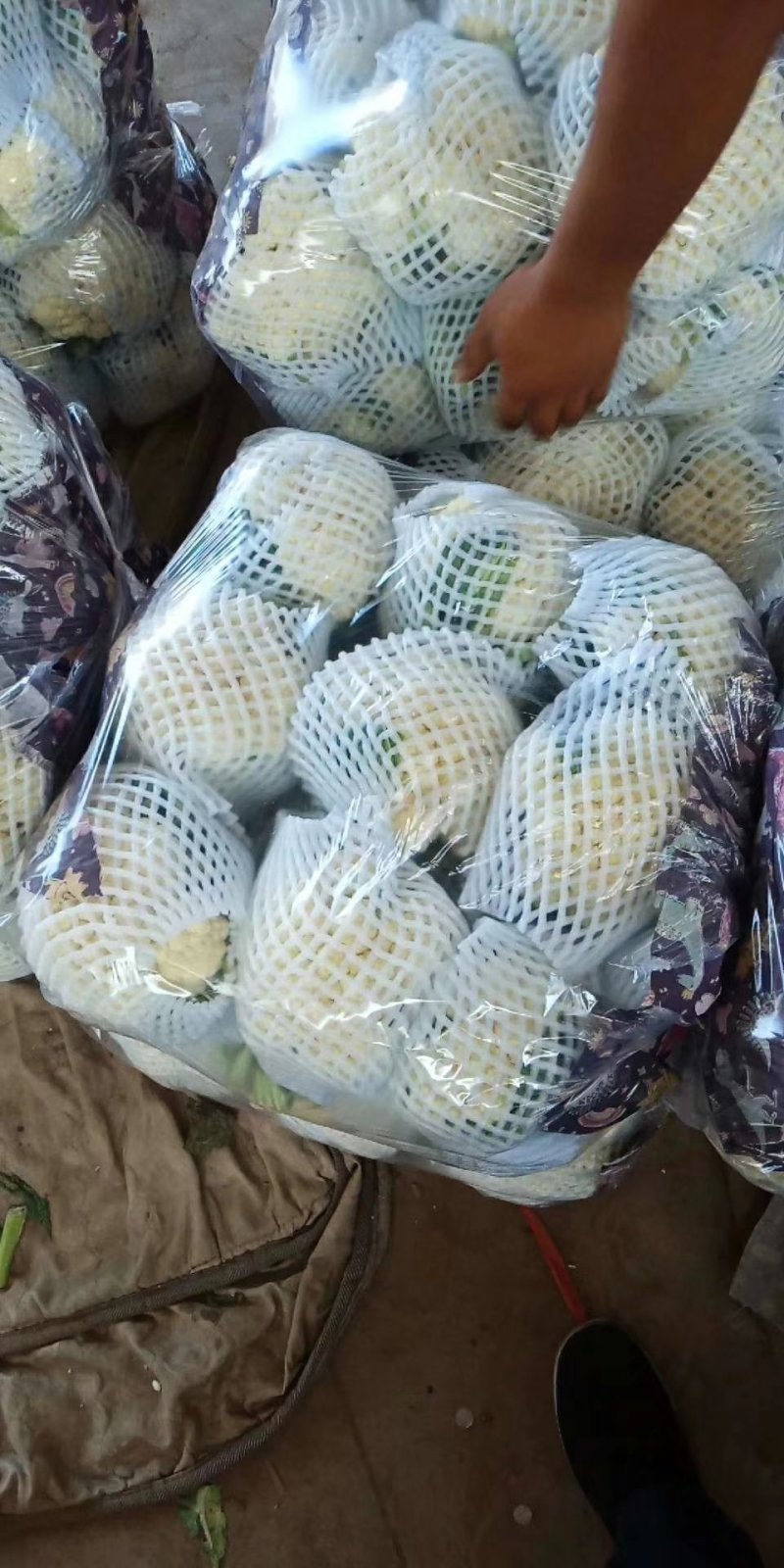 油菜大量上市，物美价廉，质量好需要联系
