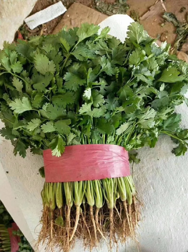 油菜大量上市，物美价廉，质量好需要联系