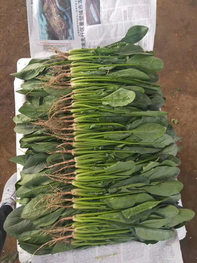 油菜大量上市，物美价廉，质量好需要联系