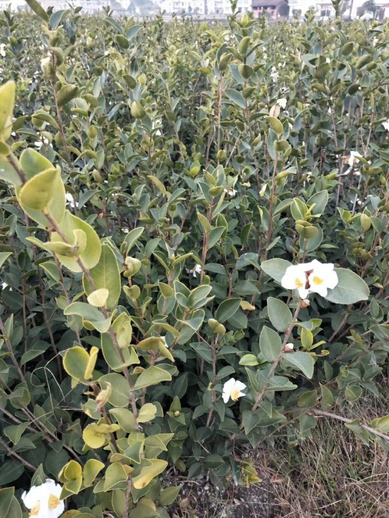 嫁接油茶苗基地批发快递包邮，送生根粉送种植资料