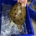 广东甲鱼鳖1～4斤顺丰包邮独个包装欢迎订购