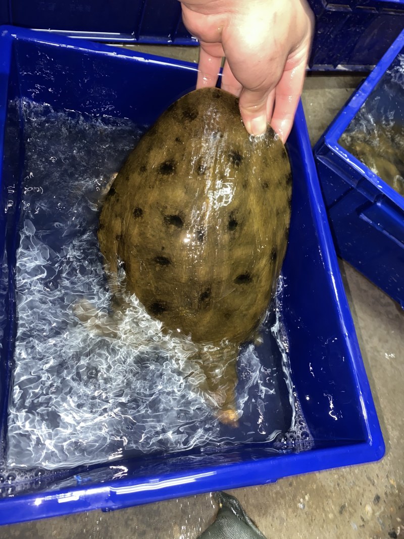 广东甲鱼鳖1～4斤顺丰包邮独个包装欢迎订购