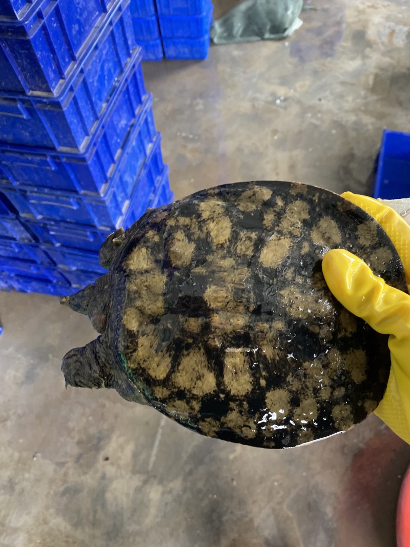 广东甲鱼鳖1～4斤顺丰包邮独个包装欢迎订购